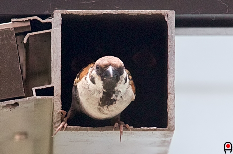 巣の入り口で外を見るスズメの親の写真
