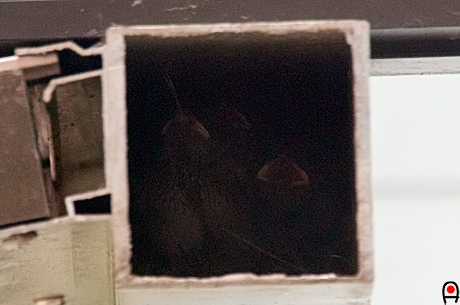 巣の中のスズメの雛達の写真