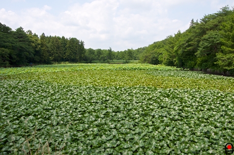 多田羅沼の写真