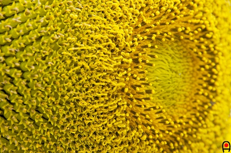 向日葵の花アップの写真