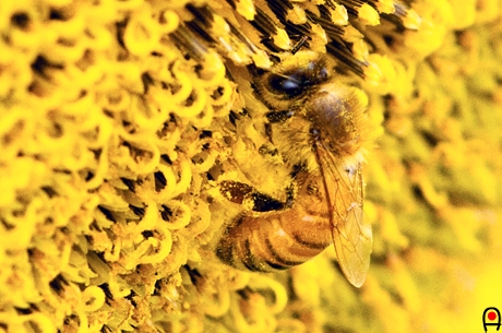 花粉を集める蜜蜂の写真