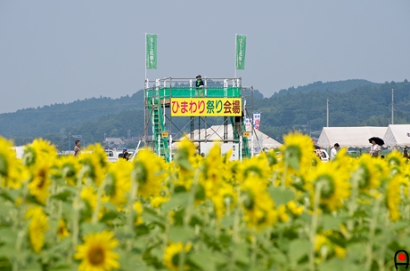 展望台と向日葵畑の写真