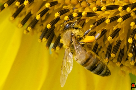ミツバチと向日葵の写真
