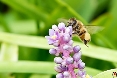 ヤブランとミツバチの写真