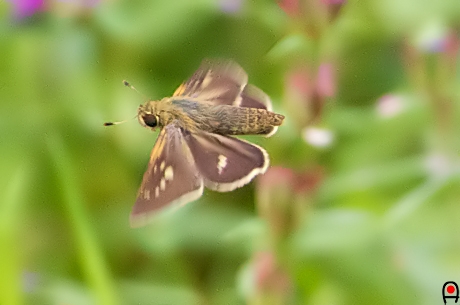 飛ぶイチモンジセセリの写真