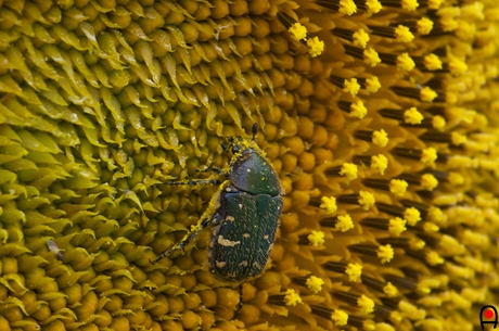 花粉だらけのハナムグリの写真