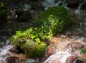 湧水の岩に育つ植物達の写真