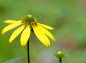 オオハンゴンソウの花の写真