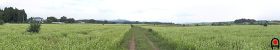 益子のそば畑約360°パノラマ写真