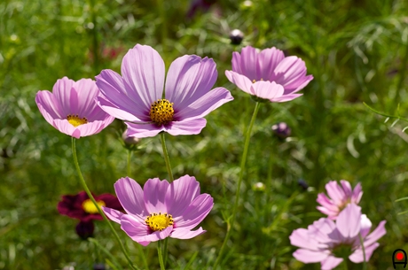 ピンク色のコスモスの花の写真