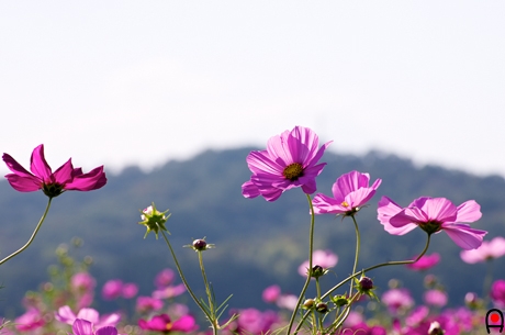 コスモスの花と根本山の写真