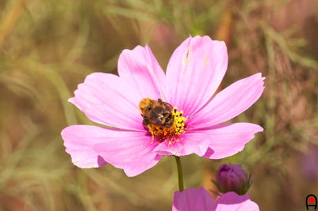 コスモスの花でお仕事中の蜂の写真