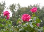 大きいピンク色の薔薇の写真