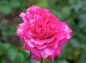 薔薇イブ・ピアッツェの写真