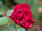 雨上がりの水滴が残る薔薇ビーバの写真