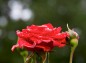薔薇ノルディアの写真