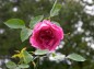 薔薇ピンクピースの写真