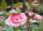 薔薇クイーンエリザベスの写真