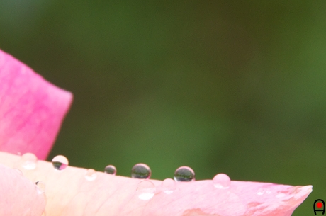 シカゴピースに花弁に並ぶ水滴の写真