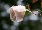 薔薇バークス・イエロー・ティーセンテッド・チャイナの写真