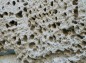 センニン洞岩の表面の様子の写真