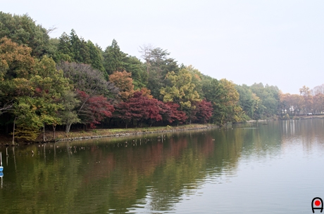 ボート池付近の紅葉の写真