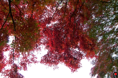 高い枝の紅葉の様子の写真