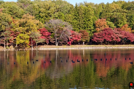井頭公園ボート池付近の紅葉の写真