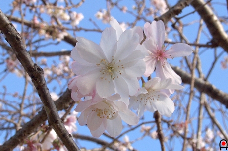 秋に咲いてる桜の正面の写真