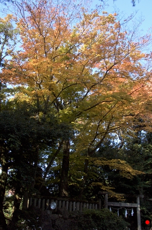 唐沢山神社付近の紅葉の写真