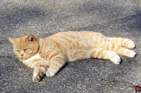 駐車場で寝てる猫の写真