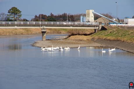 五行川と白鳥の群れの写真