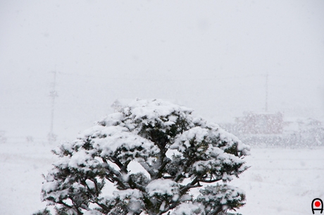 雪が積もる庭木の写真