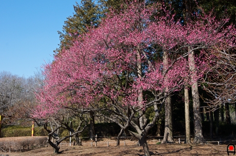 紅梅の木の写真