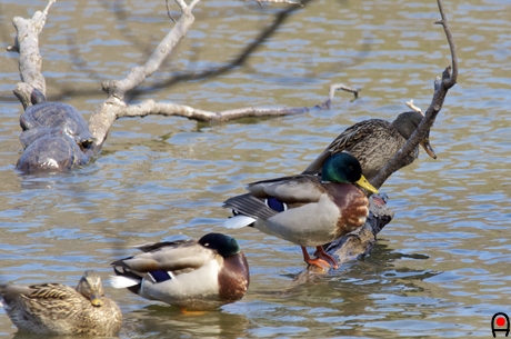 水面の木の枝に乗っている亀達と鴨の写真