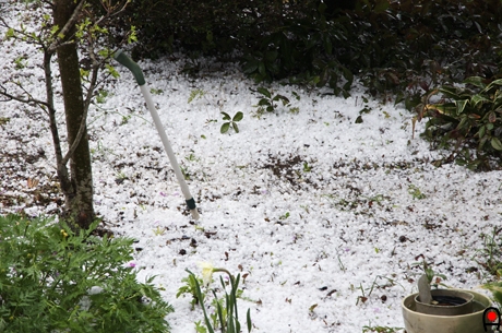 真っ白になる位庭に降った雹の写真