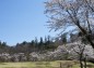 ひだまり広場の桜の写真