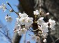 花見の丘広場の桜の写真