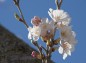 細い枝に纏まって咲く桜の写真