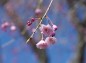枝先の八重桜の写真