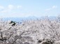 花と緑のふれあい広場の桜と日光連山寄りの写真