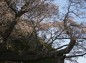 西山辰街道の大桜枝の様子の写真