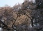 逆光の桜の様子の写真