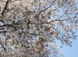 低い位置の桜の花の写真