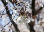 枝先の房の様な桜の花の写真