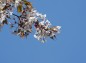青空と桜の花の写真