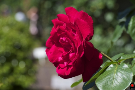 薔薇ブレネンデリーベの写真