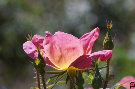 薔薇レインボーノックアウトの写真