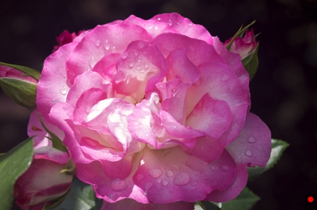 水滴の付いた薔薇ボーダーローズの写真
