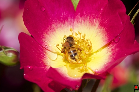 水滴の付いた薔薇カクテルの写真